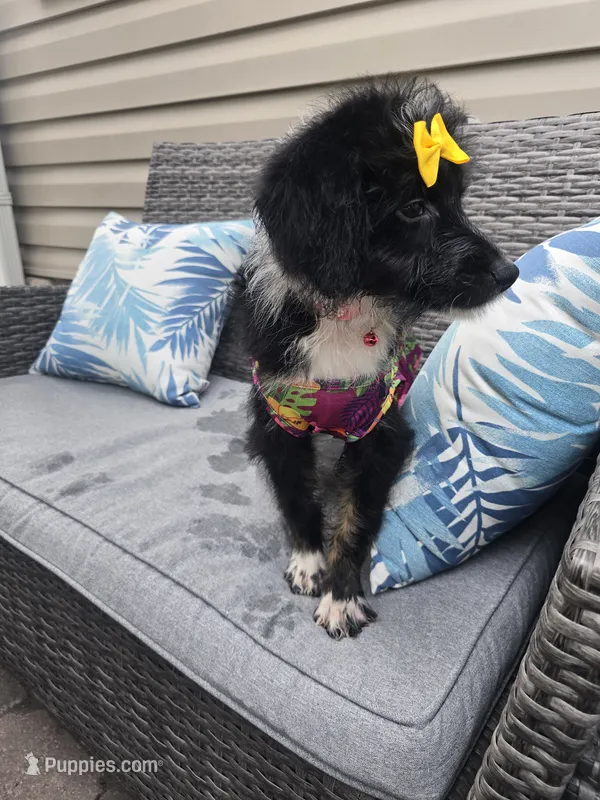 Onyx – Aussiedoodle puppy for sale in Chesapeake, VA