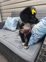 Onyx, a female Aussiedoodle for sale in Chesapeake, VA – 1 of 5