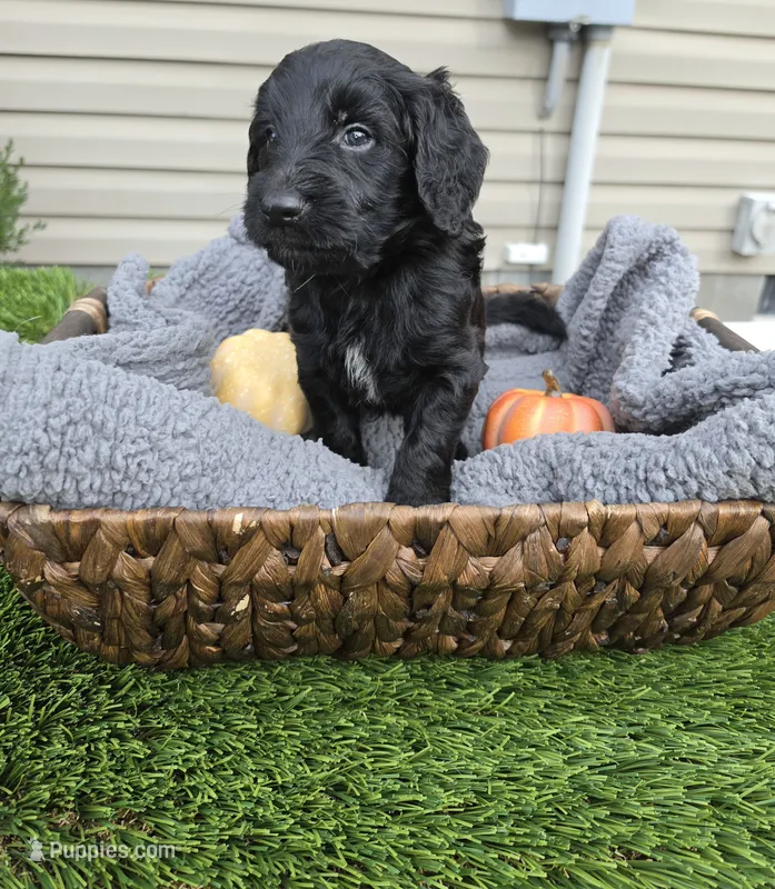 Thunder – Goldendoodle puppy for sale in Chesapeake, VA