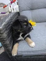 Orion, a male Australian Shepherd for sale in Chesapeake, VA – 4 of 10