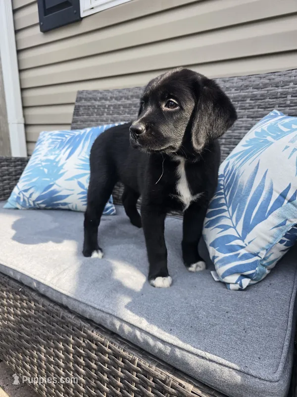 Queen – Australian Shepherd, Labrador Retriever puppy for sale in Chesapeake, VA