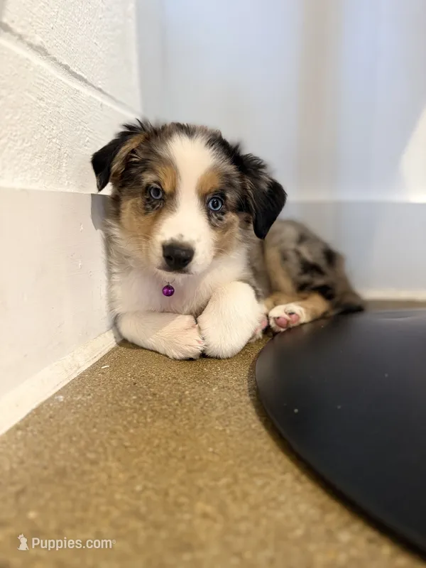 Nova – Australian Shepherd puppy for sale in Chesapeake, VA