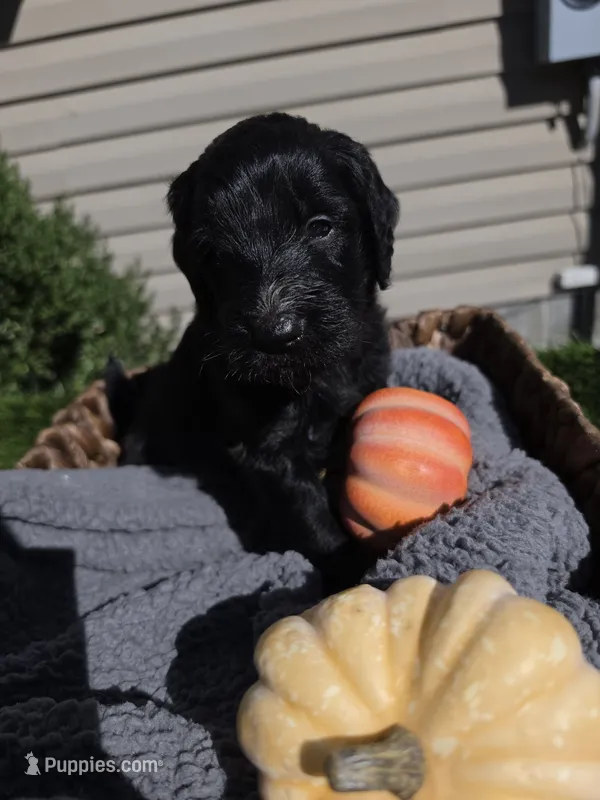 Rain – Goldendoodle puppy for sale in Chesapeake, VA