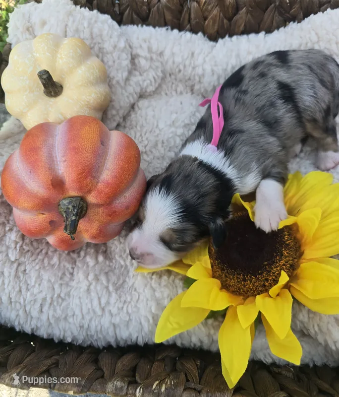 Nova – Australian Shepherd puppy for sale in Chesapeake, VA