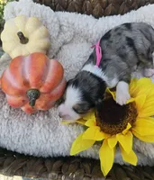Nova, a female Australian Shepherd for sale in Chesapeake, VA – 1 of 4
