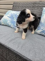 Comet, a male Australian Shepherd for sale in Chesapeake, VA – 2 of 10