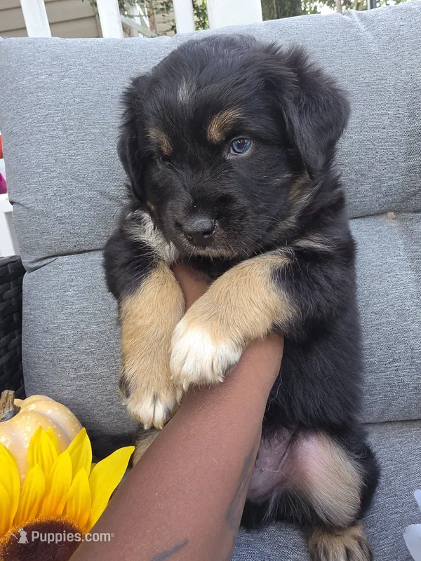 Orion – Australian Shepherd puppy for sale in Chesapeake, VA