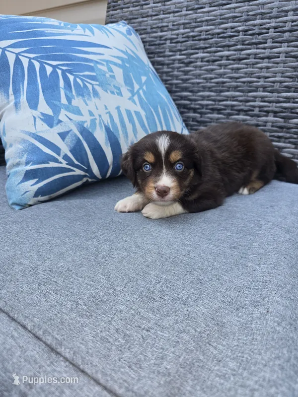 Hershey – Australian Shepherd puppy for sale in Chesapeake, VA