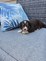 Hershey, a female Australian Shepherd for sale in Chesapeake, VA – 1 of 2