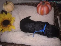 Gust, a male Goldendoodle for sale in Chesapeake, VA – 3 of 4