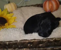 Hail, a female Goldendoodle for sale in Chesapeake, VA – 2 of 5
