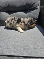Chip, a male Australian Shepherd for sale in Chesapeake, VA – 3 of 3