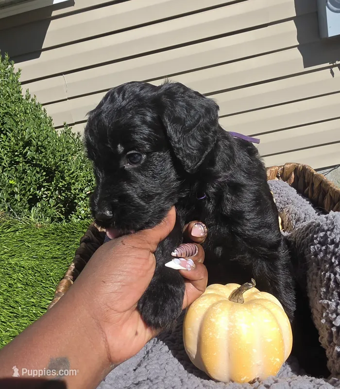 Sky – Goldendoodle puppy for sale in Chesapeake, VA