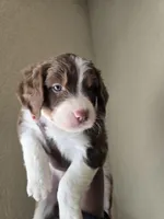 Pearl, a female Aussiedoodle for sale in Hampton, VA – Photo 4 of 4