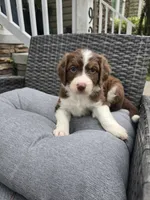 Pearl, a female Aussiedoodle for sale in Hampton, VA – Photo 3 of 4