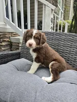 Pearl, a female Aussiedoodle for sale in Hampton, VA – Photo 2 of 4