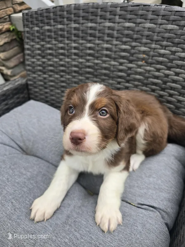 Pearl – Aussiedoodle puppy for sale in Hampton, VA