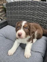 Pearl, a female Aussiedoodle for sale in Hampton, VA – Photo 1 of 4
