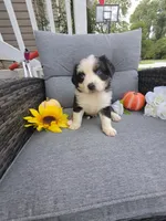 Comet, a male Australian Shepherd for sale in Chesapeake, VA – 6 of 10