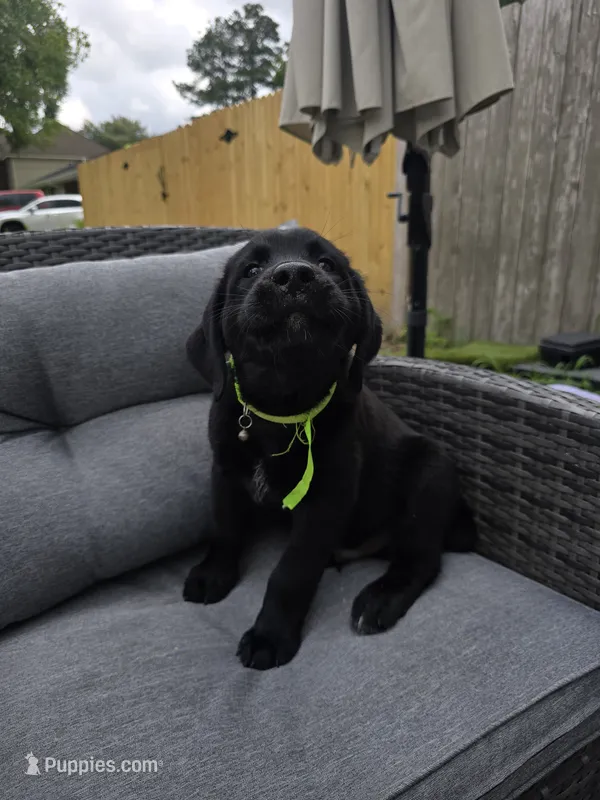 King – Australian Shepherd, Labrador Retriever puppy for sale in Chesapeake, VA
