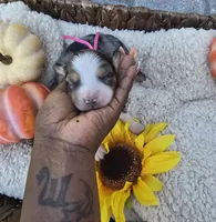 Nova, a female Australian Shepherd for sale in Chesapeake, VA – 3 of 4