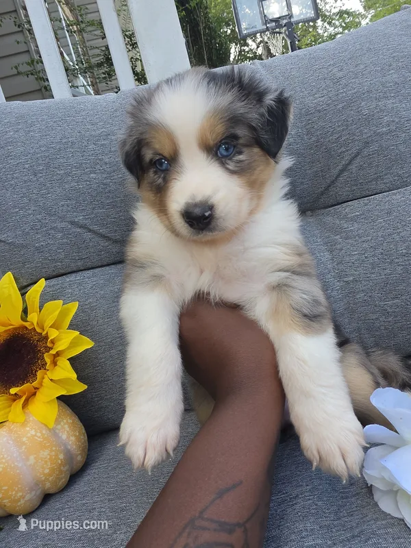 Nova – Australian Shepherd puppy for sale in Chesapeake, VA