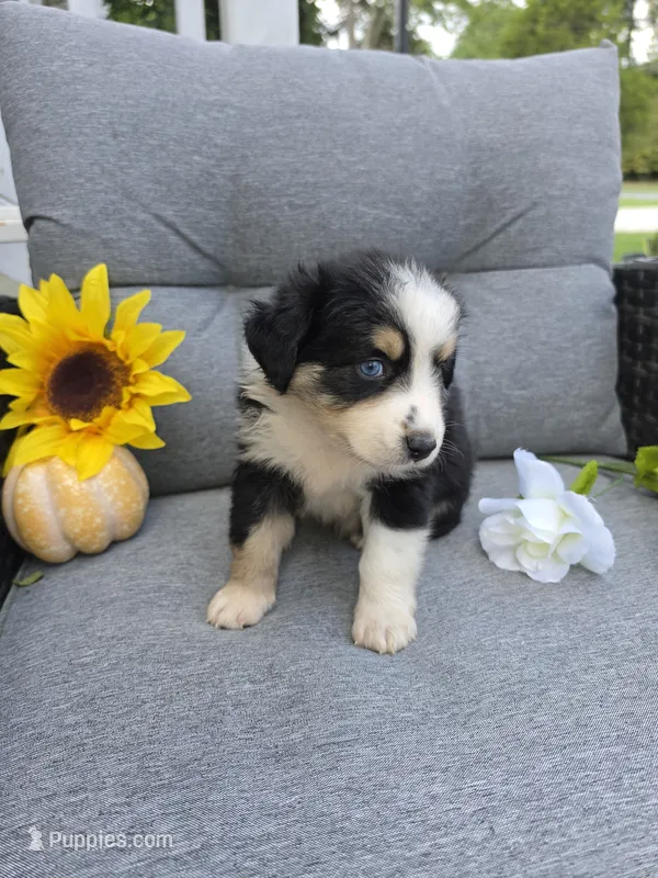 Willow – Australian Shepherd puppy for sale in Chesapeake, VA