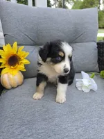 Willow, a female Australian Shepherd for sale in Chesapeake, VA – 2 of 9