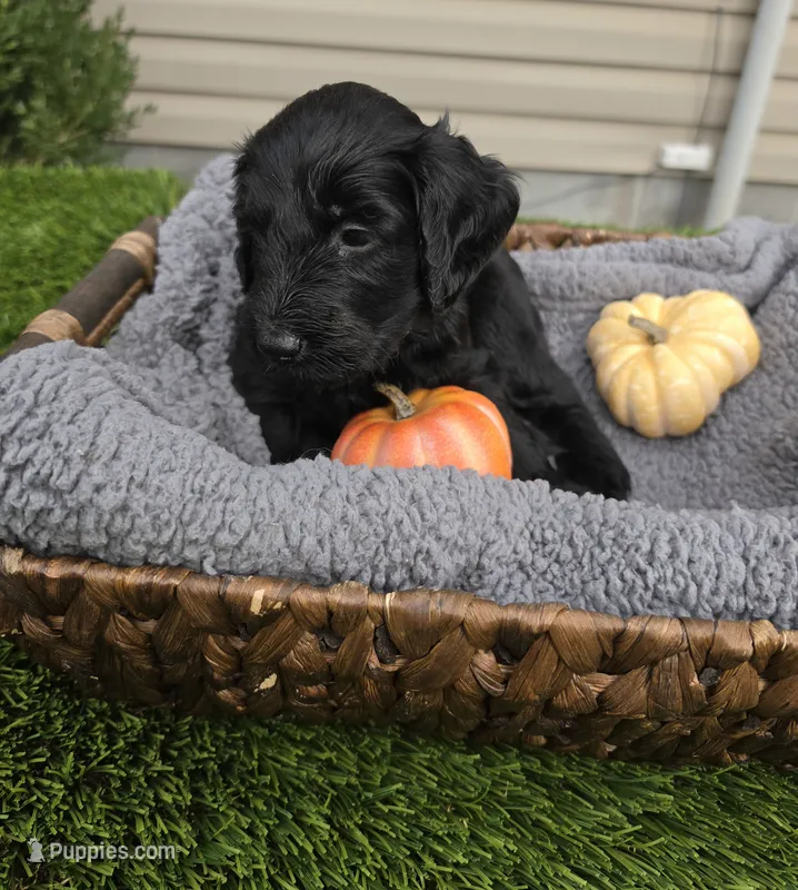 Hail – Goldendoodle puppy for sale in Chesapeake, VA