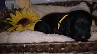 Gale, a female Goldendoodle for sale in Chesapeake, VA – 4 of 5