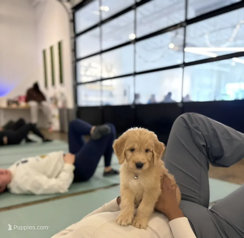 Sunny – Goldendoodle puppy for sale in Chesapeake, VA