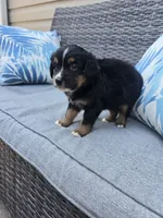 Oreo, a male Australian Shepherd for sale in Chesapeake, VA – 3 of 4