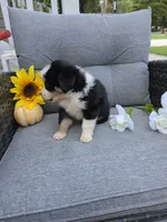 Willow, a female Australian Shepherd for sale in Chesapeake, VA – 5 of 9