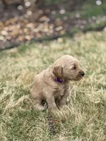Galaxy, a female Goldendoodle for sale in Greenwood, SC – Photo 3 of 4