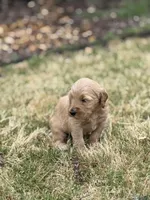 Galaxy, a female Goldendoodle for sale in Greenwood, SC – Photo 4 of 4