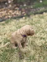 Galaxy, a female Goldendoodle for sale in Greenwood, SC – Photo 2 of 4