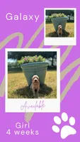 Galaxy, a female Goldendoodle for sale in Greenwood, SC – Photo 1 of 4