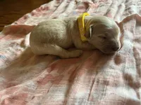 Luma, a female Goldendoodle for sale in Greenwood, SC – Photo 2 of 3