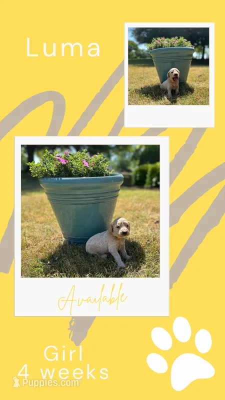 Luma – Goldendoodle puppy for sale in Greenwood, SC