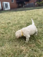 Luma, a female Goldendoodle for sale in Greenwood, SC – Photo 3 of 3