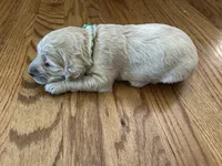 Luigi, a male Goldendoodle for sale in Greenwood, SC – Photo 2 of 2