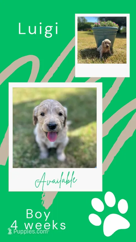 Luigi – Goldendoodle puppy for sale in Greenwood, SC
