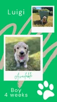 Luigi, a male Goldendoodle for sale in Greenwood, SC – Photo 1 of 2