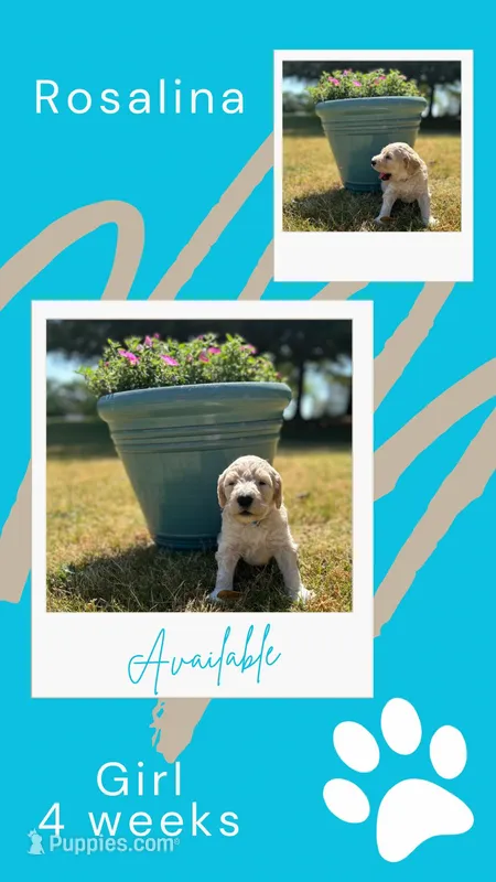 Rosalina – Goldendoodle puppy for sale in Greenwood, SC