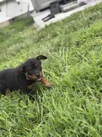 Daisy, a female Rottweiler for sale in Camden Wyoming, DE – 5 of 6
