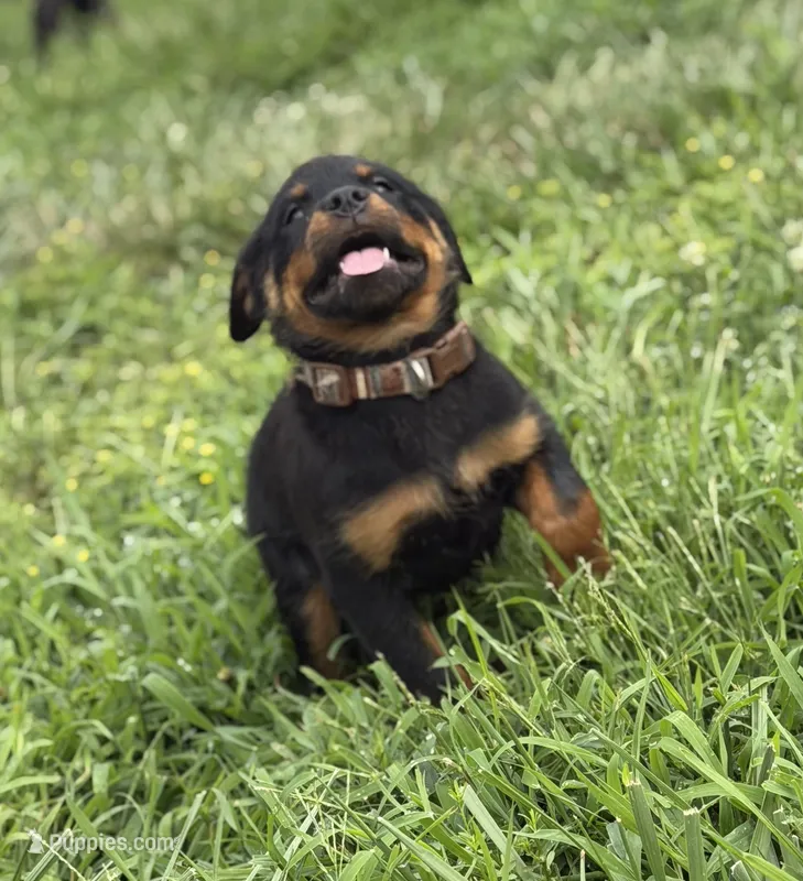 Daisy – Rottweiler puppy for sale in Camden Wyoming, DE
