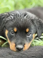 Bruno, a female Rottweiler for sale in Camden Wyoming, DE – 2 of 5