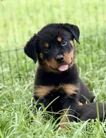 Bruno, a female Rottweiler for sale in Camden Wyoming, DE – 3 of 5