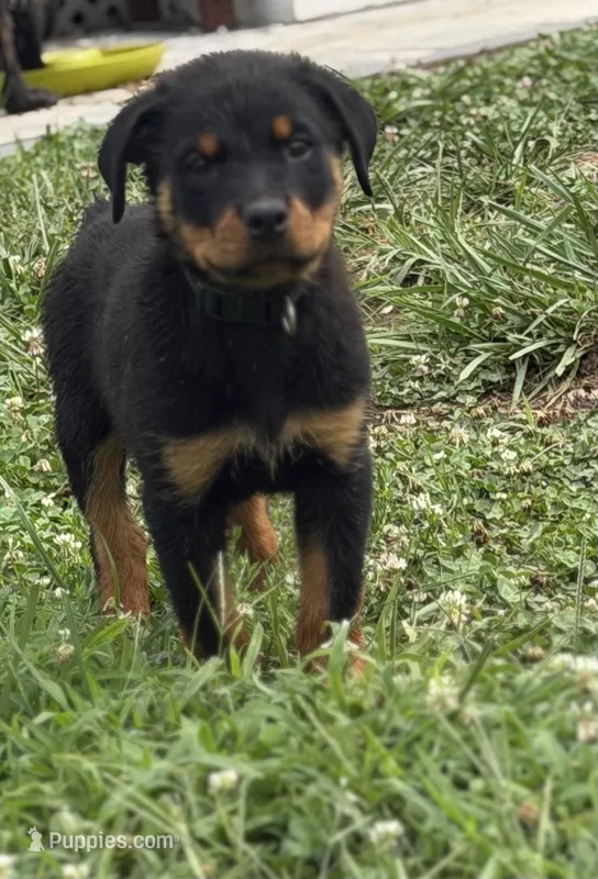 King – Rottweiler puppy for sale in Camden Wyoming, DE