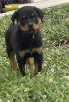 King, a female Rottweiler for sale in Camden Wyoming, DE – 1 of 3
